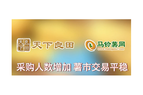 2024年4月11日滕州產區市場行情 ()