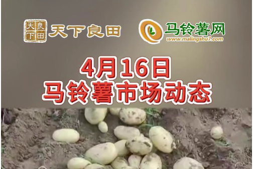 2024年4月16日山東滕州產區價格行情！ ()