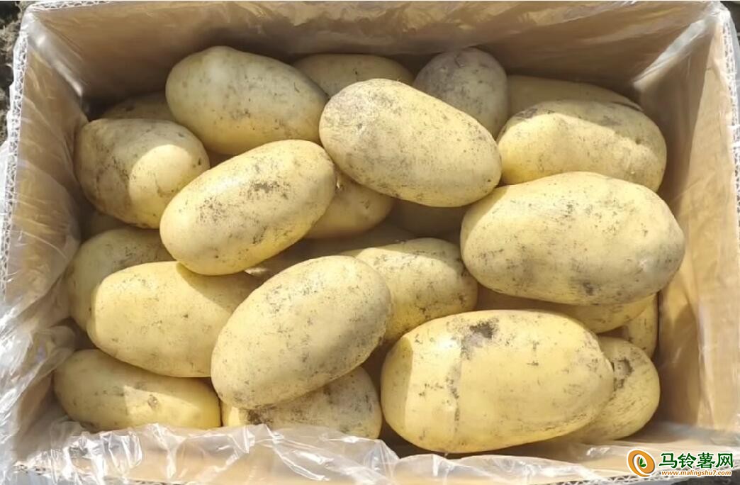 采購馬鈴薯 ()