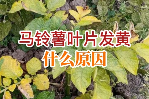 馬鈴薯葉片發黃什么原因？ ()