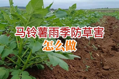 馬鈴薯雨季防草害怎么做？ ()