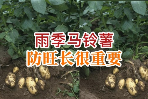 雨季馬鈴薯記得防旺長！ ()