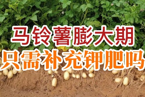 馬鈴薯膨大期只需補充鉀肥嗎？ ()
