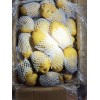 大量供應滕州冷庫土豆  荷蘭 V7