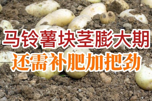 馬鈴薯塊莖膨大還需補肥加把勁！
