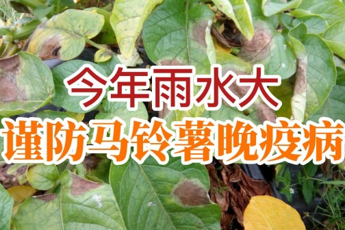 今年雨水大，謹防馬鈴薯晚疫病！！！