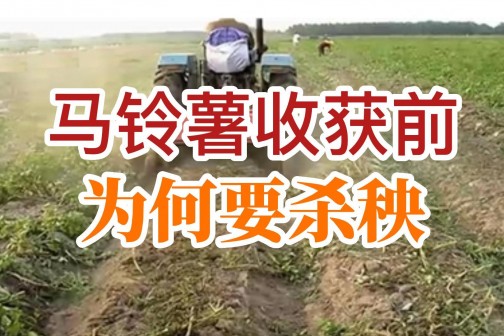馬鈴薯收獲前為何要殺秧？ ()