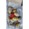 大量供應滕州冷庫套網精品荷蘭土豆