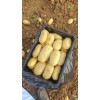 大量供應出售優質沃土，V7荷蘭希森等品種土豆