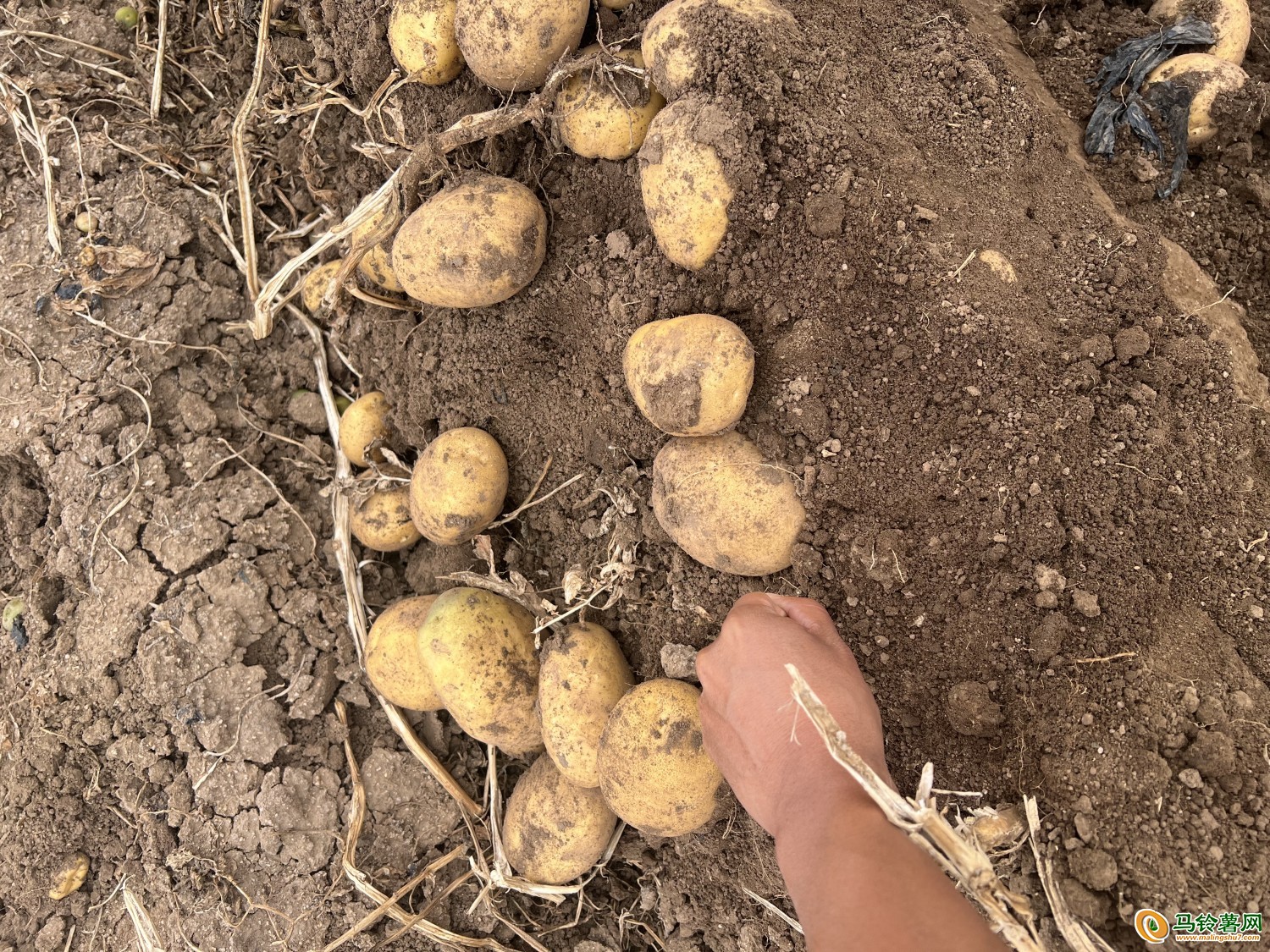 太和9 品相好 3兩以上 ()