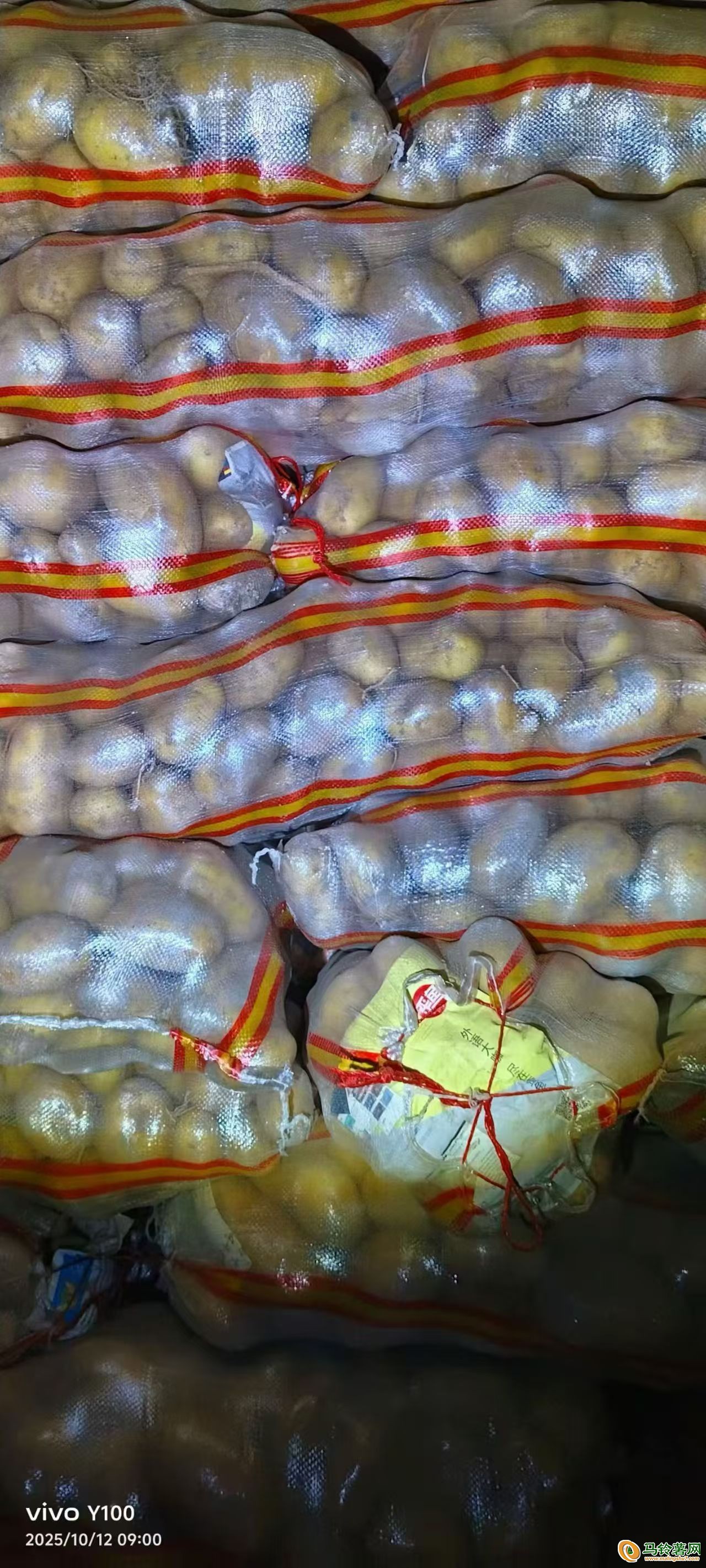 壩上沽源、赤峰、圍場土豆供應 ()